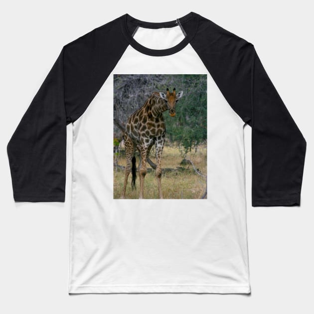 Giraffe  Staredown Baseball T-Shirt by KarenZukArt